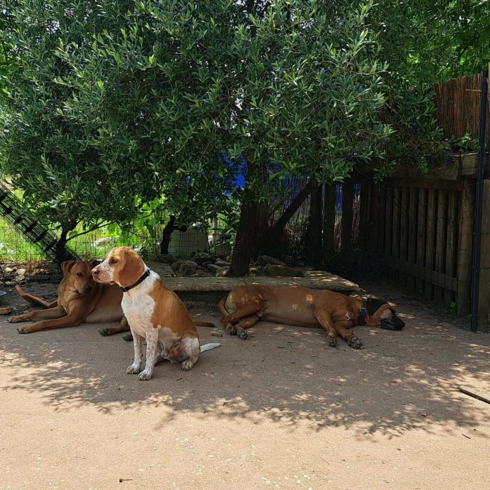 Pension canine près de Bordeaux