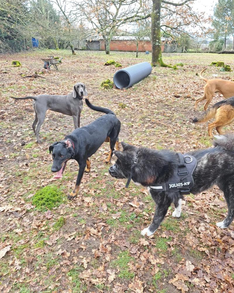 Comportementaliste canin près de Bordeaux