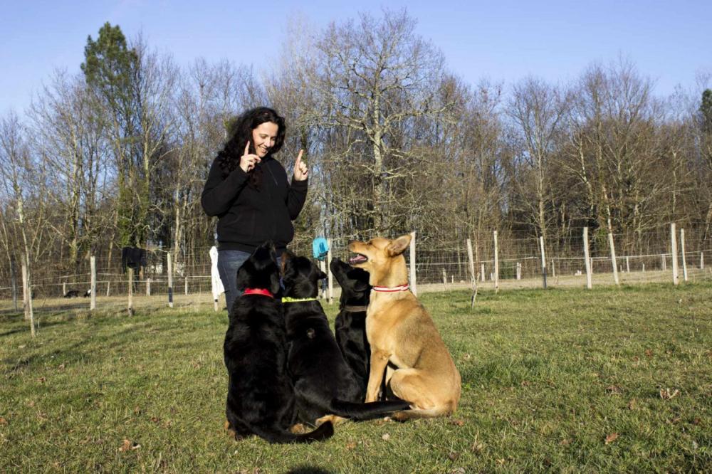 Dressage canin près de Bordeaux