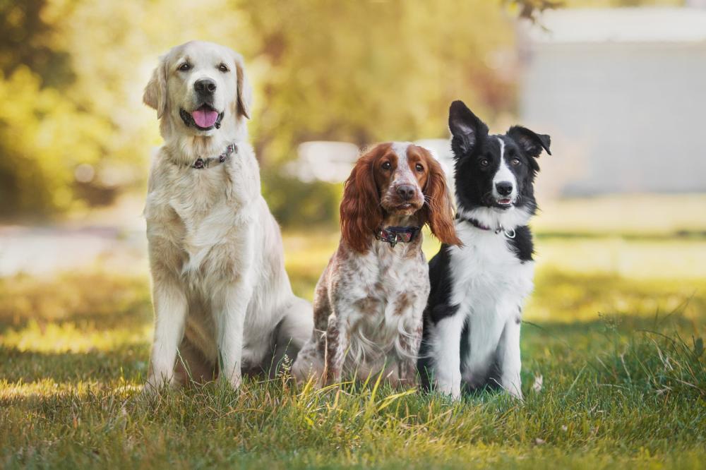Conseiller en comportement canin près de Bordeaux