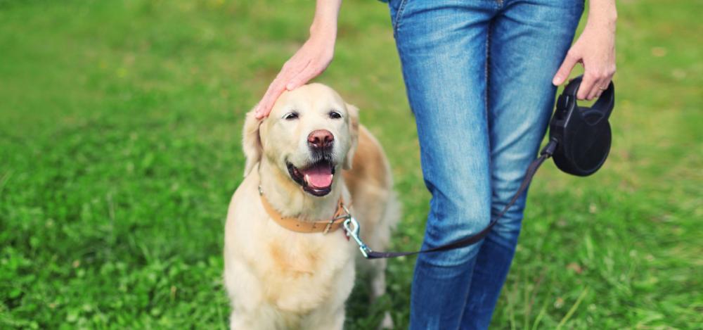 Désensibilisation chien près de Bordeaux
