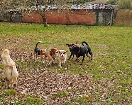 petits-chiens