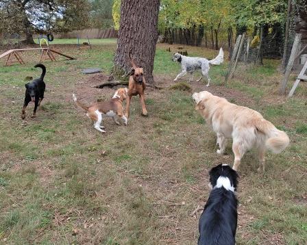 parc-chiens